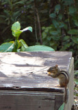 Chipmunks Summer Appearance