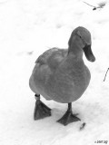 Iced Duck