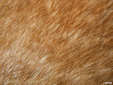 Horse Coat