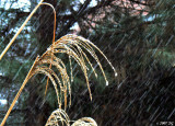 Falling Sleet on Grass