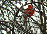 The Elusive Scarlet Pimpernel