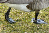 Goose Toed