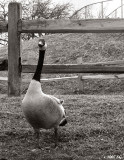 The Goose on the Hill