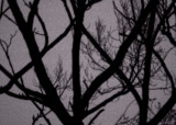 Night Branches
