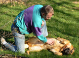 Bliss is a  SoftTummy Rub