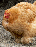 Pensive Pullet