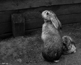 Bunnie Up