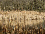 Tapistry of Marsh Reeds