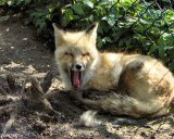 Foxy Laugh