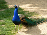 Peacock in Profile