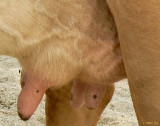 An Udder One