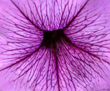 Petunias Throat