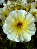 Petunias Wish Upon a Star