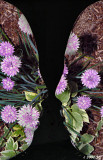 Flowery Confrontation