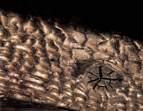 Gator Eye