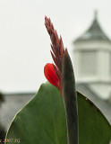 Canna with Steeple