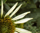 Pale Cone Flower with Gummy Fingers