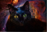 Black Magic Cat