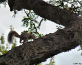 Perplexed Squirrel
