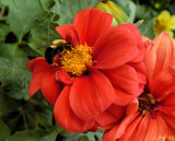 Busy Bumble Bee Whiles Away the Hours