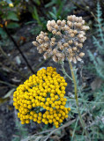 Natures Time Release Golden Rod