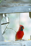 Cardinal11707-0063.jpg