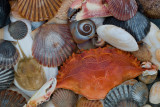 CapeShells07.jpg