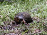 Box Turtle copy.jpg