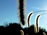 f1080353.jpg