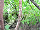 P1090224b.jpg