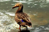 duck shaking off, the chattahoochee river national recreation area, medlock bridge unit