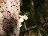 squirrel, the chattahoochee river national recreation area, medlock bridge unit