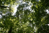 spring canopy, the chattahoochee river national recreation area, medlock bridge unit