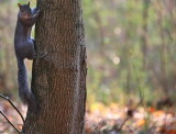 squirrel, the chattahoochee river national recreation area, medlock bridge unit