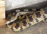 Gopher snake that came to visit and stayed awhile...