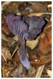 Amathist deceiver - Amethistzwam - Laccaria amethystina