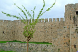 Turkey-Caravanserais View - Tree and Fort
