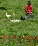 Turkey - Tending Ducks