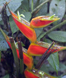 Yachana Lodge-Open Flower Pods