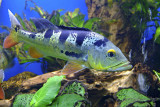 Miraflores Locks - Aquarium view