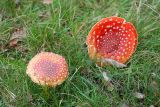 Turnhout (Belgium) - Natuurgebied 'De Melle'