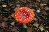 Turnhout (Belgium) - Natuurgebied 'De Melle'