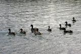Turnhout (Belgium) - Natuurgebied 'De Melle'