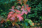 Turnhout (Belgium) - Natuurgebied 'De Melle'