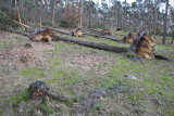 Turnhout KempenHoge Heide / Ravels Kamp
