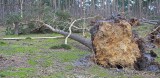 Turnhout KempenHoge Heide / Ravels Kamp