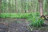 Frans Segersreservaat (Turnhout)