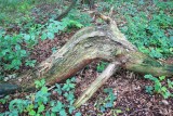 Natuurrerservaat Winkelsbroek-De Dongen