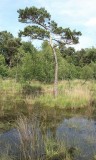 Dombergheide Wandeling Turnhout