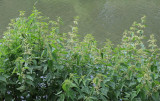 Dombergheide Wandeling Turnhout